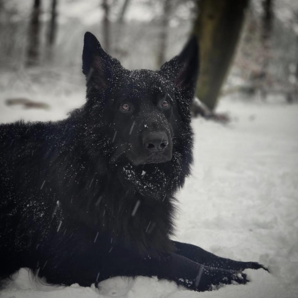 Oud duitse herder ter dekking aangeboden, NIET TE KOOP!, Parvo, Reu, Eén hond, 3 tot 5 jaar