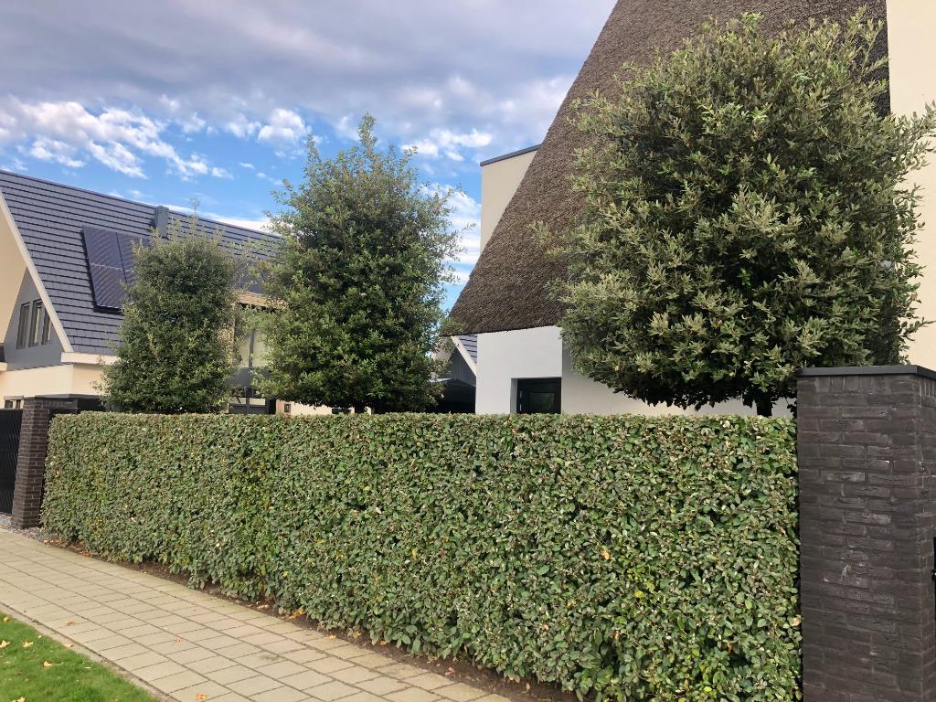 Olijfwilg, Elaeagnus ebbingei Compacta 30-40 cm Haagplant, Ophalen, Overige soorten, Haag, Minder dan 100 cm