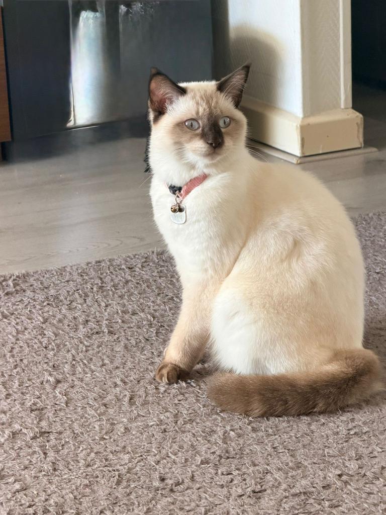 Geschikte kater gezocht voor onze poes, Dieren en Toebehoren, Katten en Kittens | Dekkaters