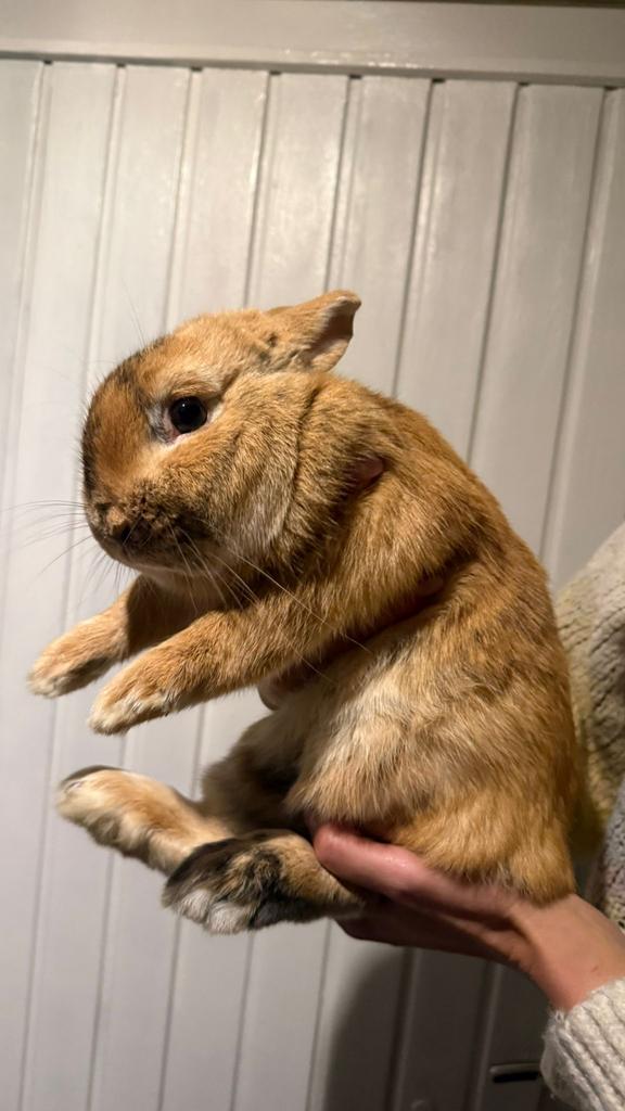 Kleurdwerg mix, Dieren en Toebehoren, Mannelijk, Dwerg