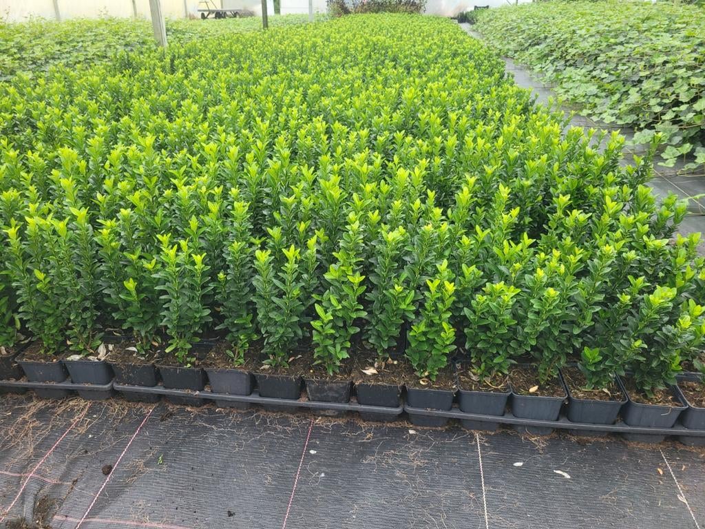 Buxusvervanger Euonymus Green Spire, Ophalen of Verzenden, Zomer, Volle zon