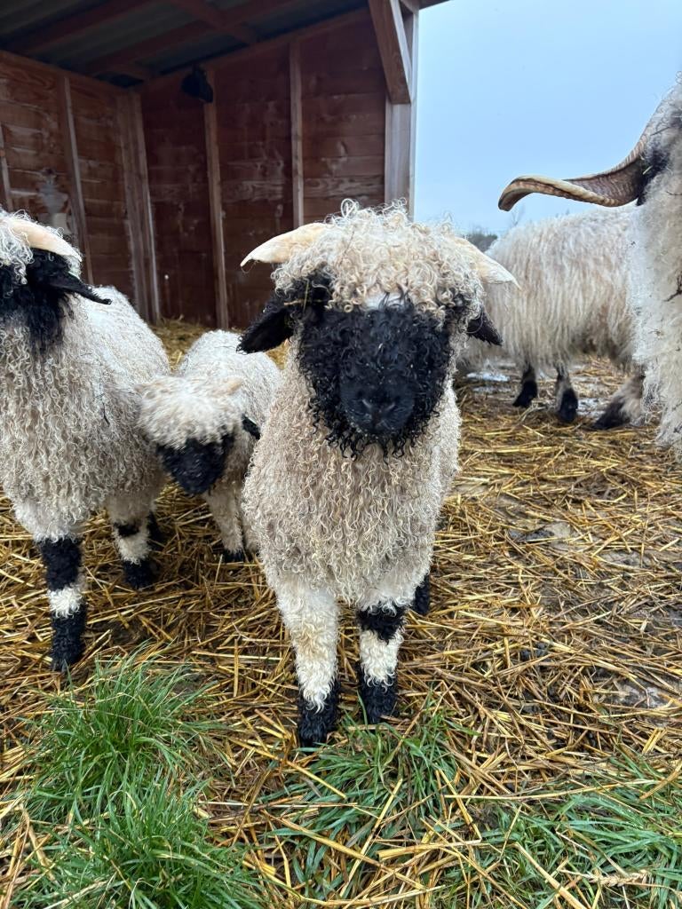 Walliser Schwarznase ram, Dieren en Toebehoren, Schapen, Geiten en Varkens, Mannelijk, Schaap, 0 tot 2 jaar