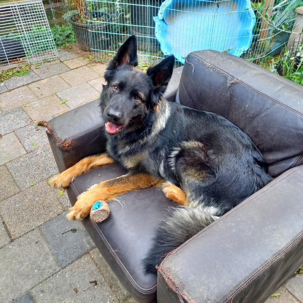 jonge oud duitse herder, Particulier, 1 tot 2 jaar, Buitenland, Teef