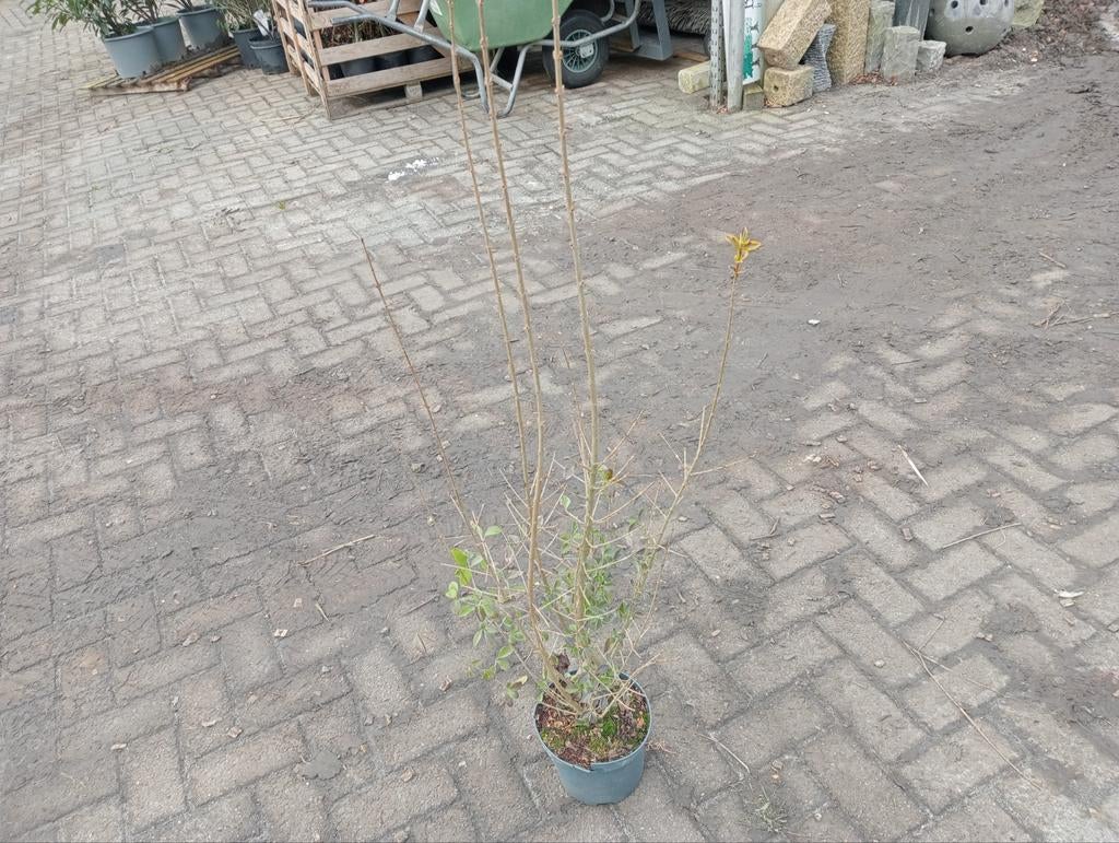Liguster bontbladig, Tuin en Terras, Ophalen, Liguster, 100 tot 250 cm