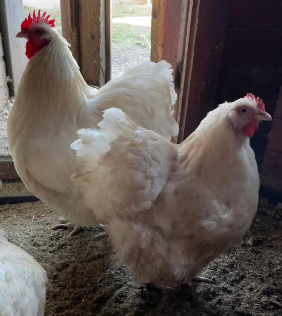 Orpinton WIT, broedeieren, groot ras., Dieren en Toebehoren, Pluimvee, Kip, Geslacht onbekend