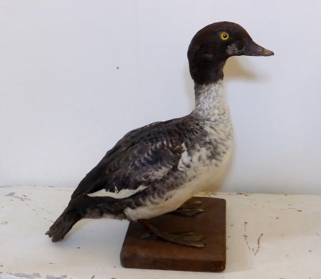 APARTE opgezette brilduiker EEND / Taxidermie eenden opgezet, Ophalen of Verzenden, Zo goed als nieuw, Vogel, Opgezet dier