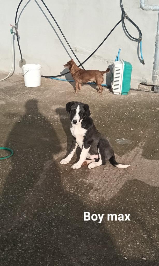Lieve mooie max, Dieren en Toebehoren, Honden | Niet-rashonden, Particulier, 15 weken tot 1 jaar, Reu, Buitenland