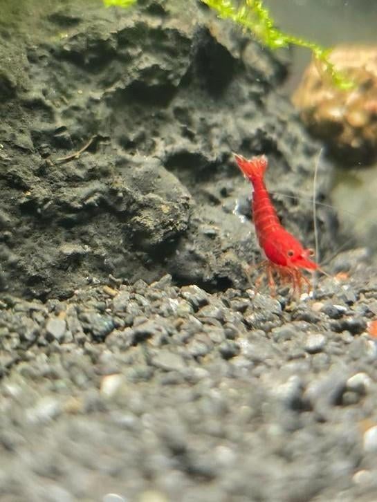 Bloody Mary Garnalen. Rode garnalen, Dieren en Toebehoren, Vissen | Aquariumvissen, Kreeft, Krab of Garnaal