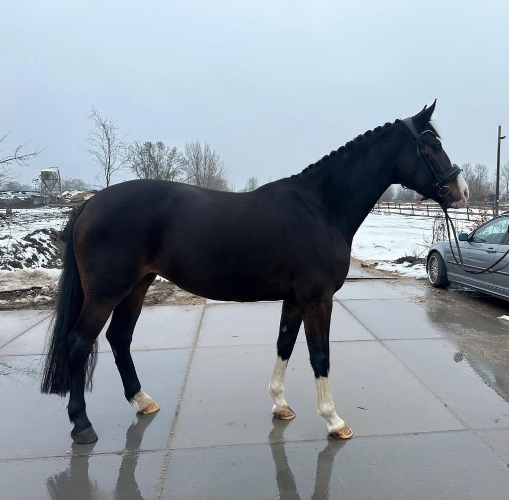 Super lieve KWPN Merrie, Merrie, Met stamboom, Dressuurpaard, L