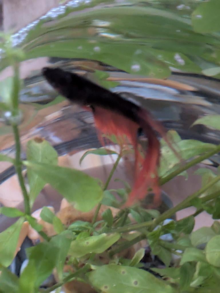 Kempvis zwart met oranje, Dieren en Toebehoren, Vis