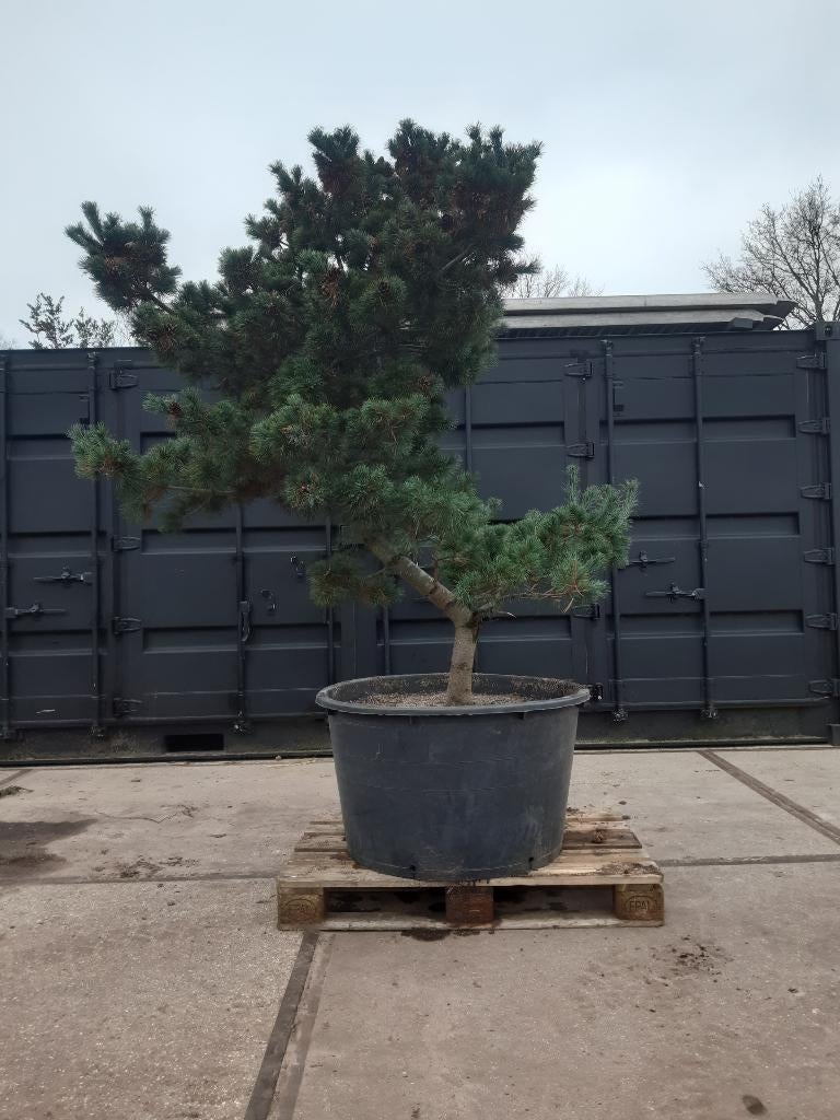pinus parviflora bonsai, Volle zon, Vaste plant, Bloeit niet, Ophalen