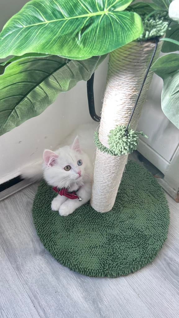 Seleen, Dieren en Toebehoren, Poes, Ontwormd, 0 tot 2 jaar