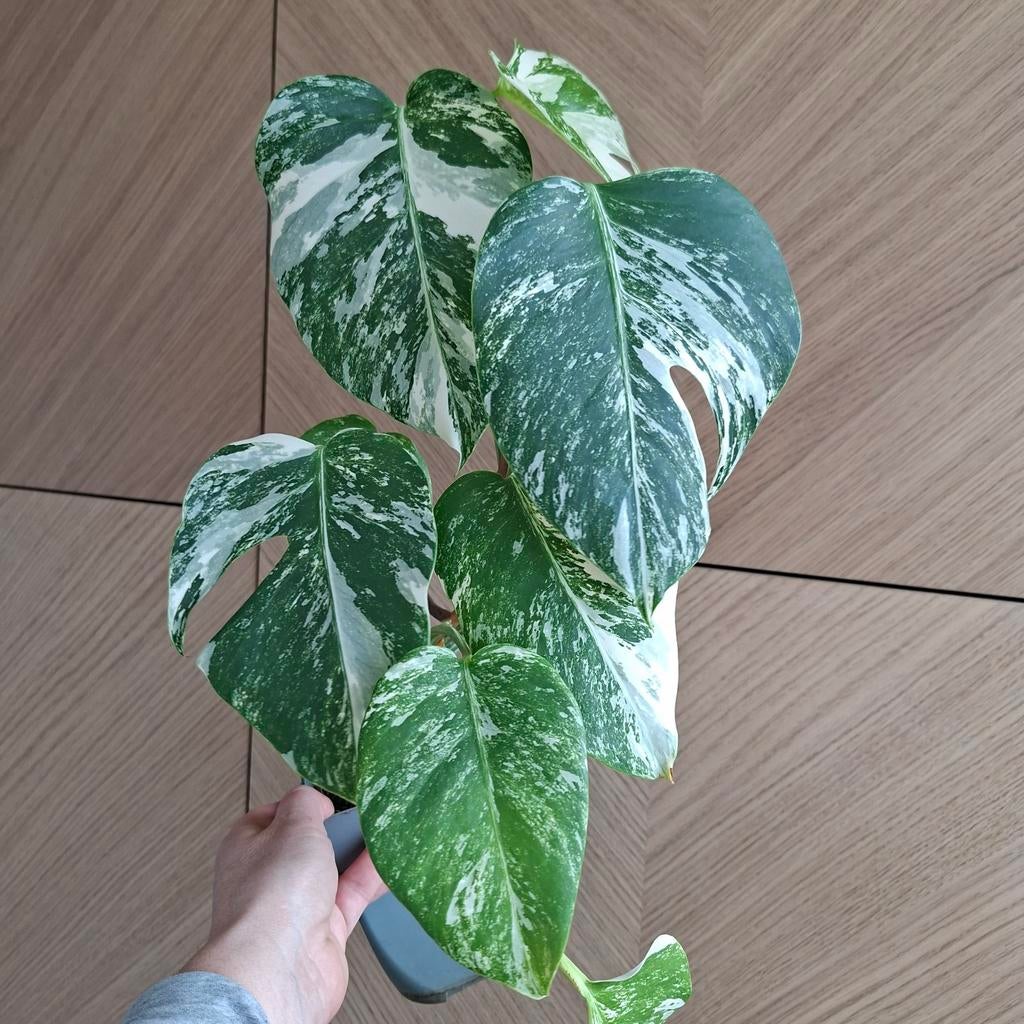 Monstera albo variegata plant, Ophalen of Verzenden, Halfschaduw, Minder dan 100 cm