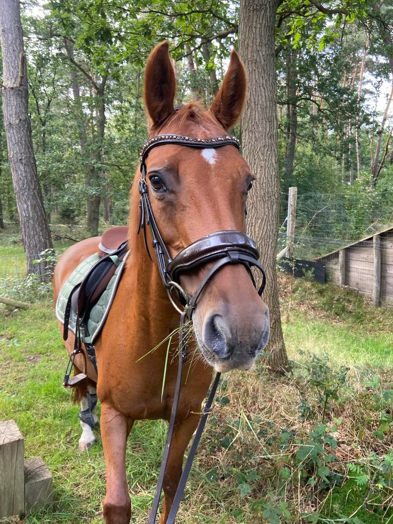 Verzorgster / bijrijder Utrecht omgeving, Dieren en Toebehoren, Paarden en Pony's | Overige Paardenspullen, Ophalen of Verzenden