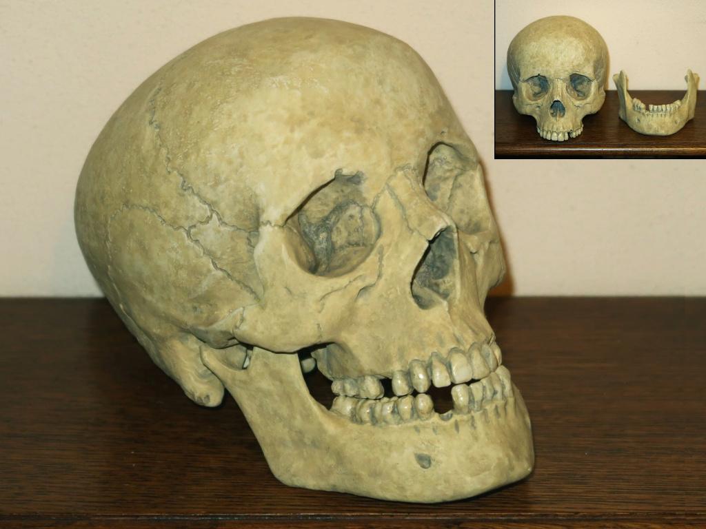 realistische REPLICA Skull mens, Schedel met Losse Onderkaak, Ophalen of Verzenden, Nieuw, Schedel