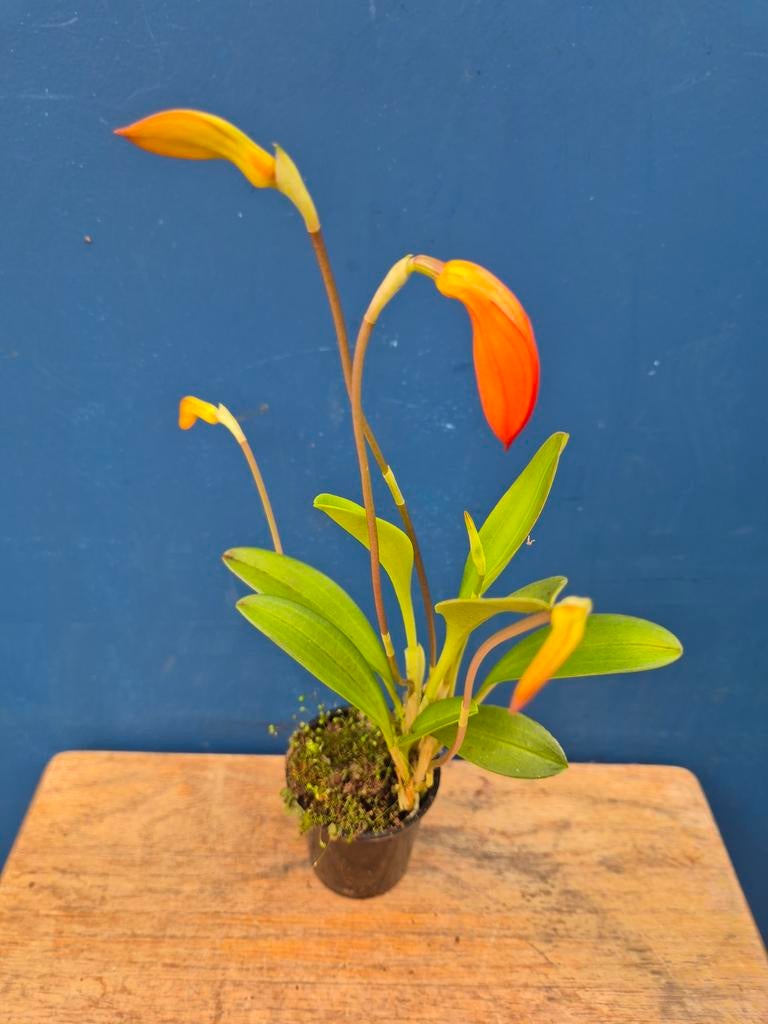 Orchidee Masdevallia p6 (4)