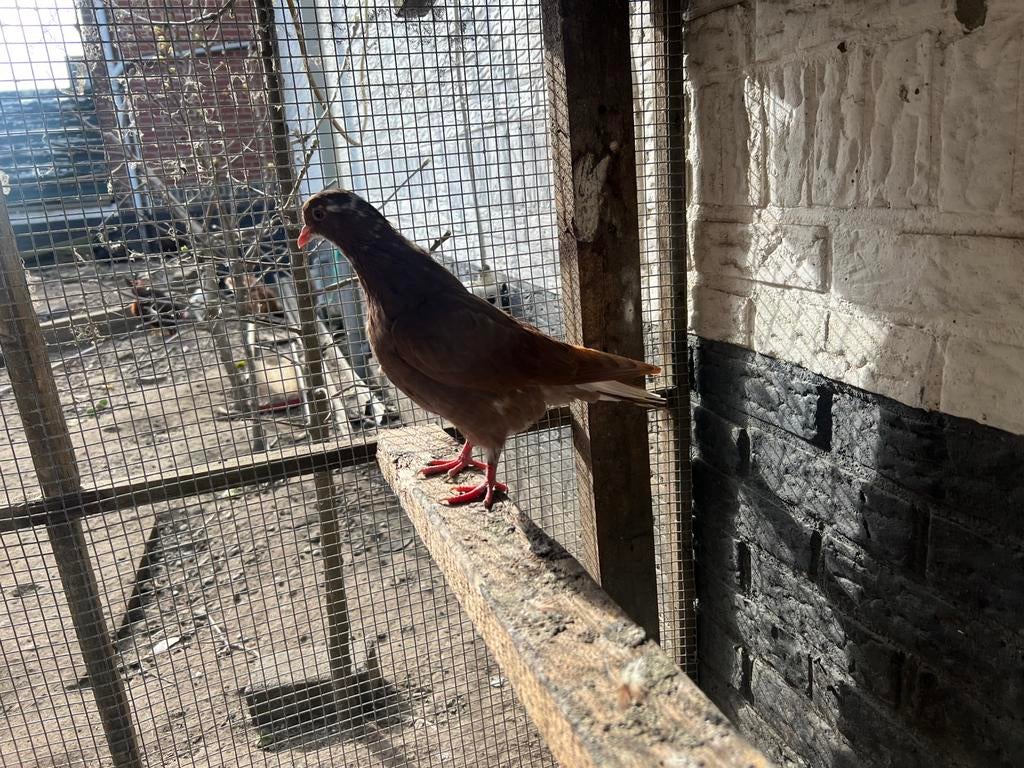 Duven, Meerdere dieren, Postduif