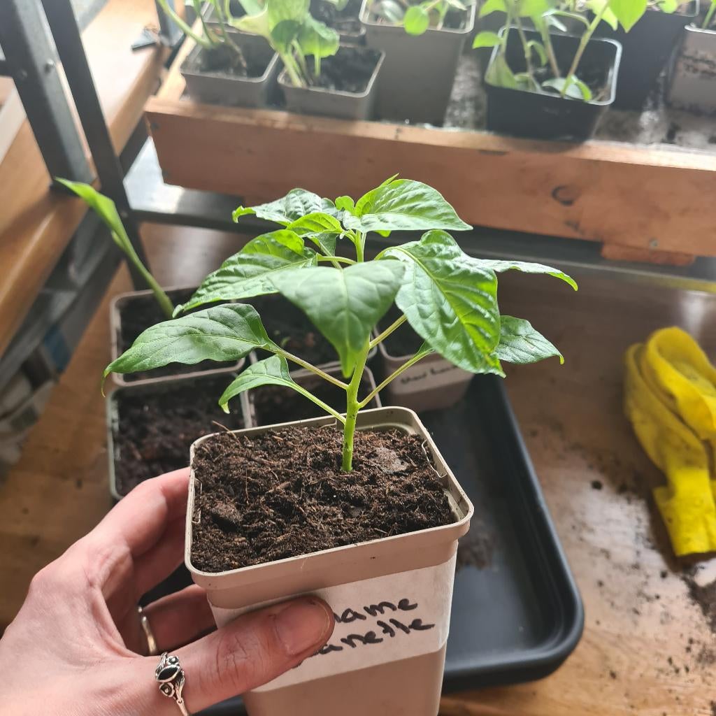 Madame Jeanette peper plant, Volle zon, Groenteplanten, Eenjarig, Ophalen of Verzenden