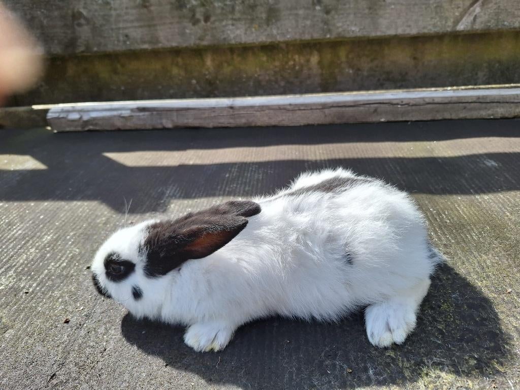 Raszuivere Witte Nieuw Zeelander en Lotharinger te koop, Dieren en Toebehoren, Meerdere dieren, Groot, 0 tot 2 jaar