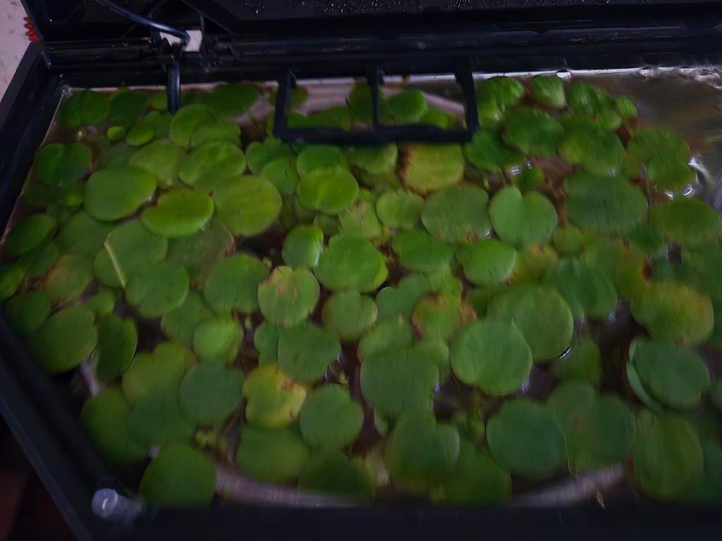 Gratis kikkerbeet drijfplanten aquarium, Dieren en Toebehoren, Vissen | Aquariumvissen