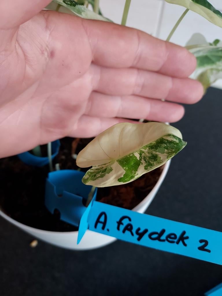 alocasia micholitziana frydek variegata halfmoon 2, Huis en Inrichting, Kamerplanten, Minder dan 100 cm, Halfschaduw, Ophalen of Verzenden