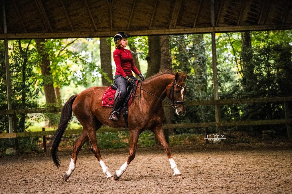8 jarige Z1 Dressuur ruin, Dieren en Toebehoren, Paarden, 175 cm of meer, Ruin, Dressuurpaard, 7 tot 10 jaar