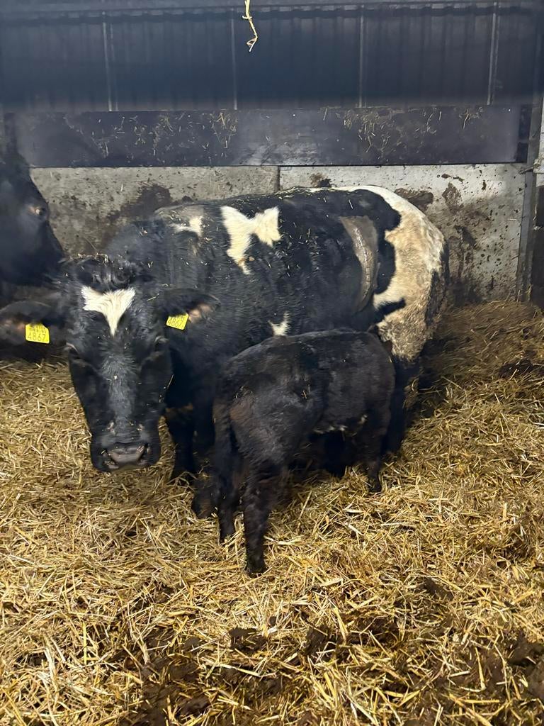 Dikbil koe dikbilkoe met vaarskalf vaars vaarsje, Dieren en Toebehoren, Meerdere dieren