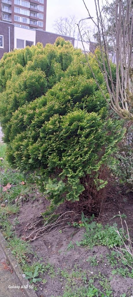 Twee coniferen, zelf uitgraven, Tuin en Terras, Planten | Struiken en Hagen, Ophalen of Verzenden