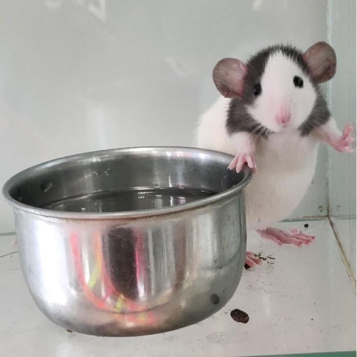 Ratten te koop, Februari, Meerdere dieren, Rat