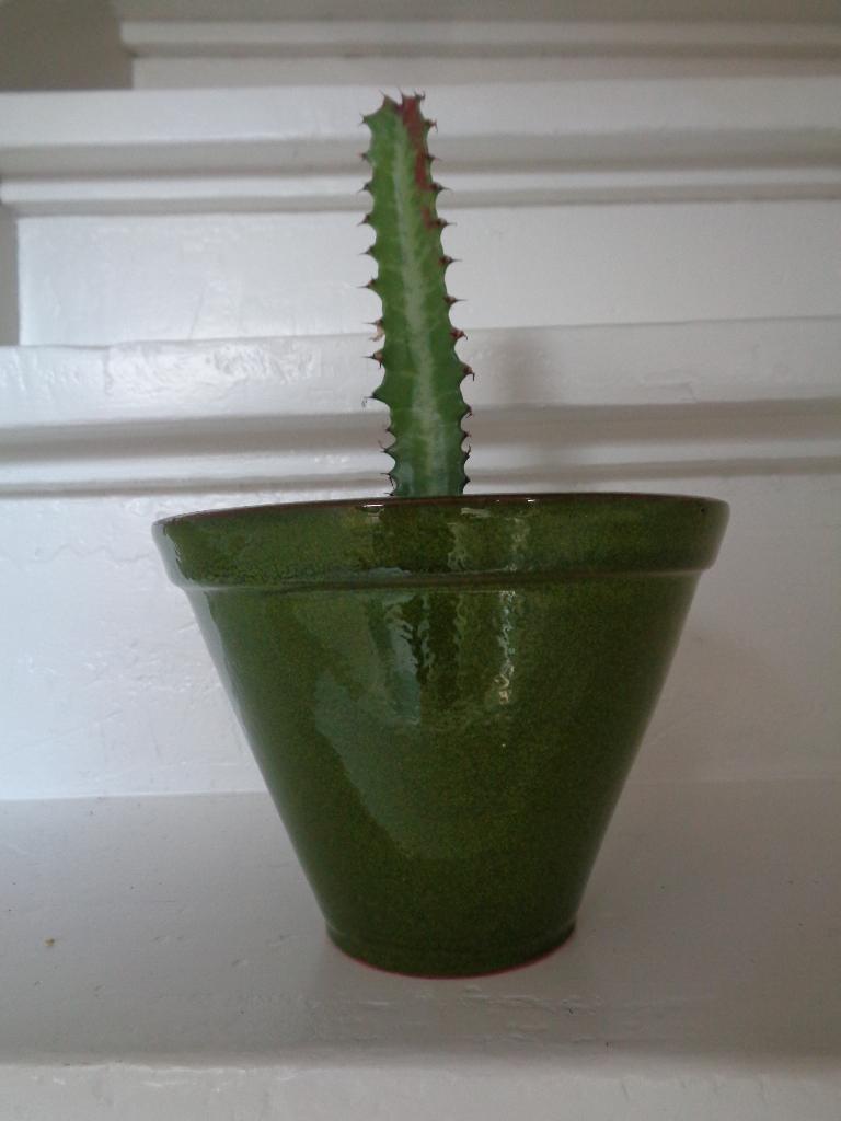 vetplant AFRIKAANSE MELKBOOM kamerplant in olijfgroene pot, Ophalen of Verzenden, Halfschaduw, Minder dan 100 cm