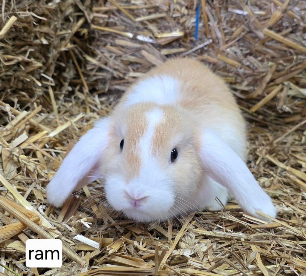 Super lieve dwerg hangoortjes, Dieren en Toebehoren, Konijnen, Meerdere dieren, Dwerg