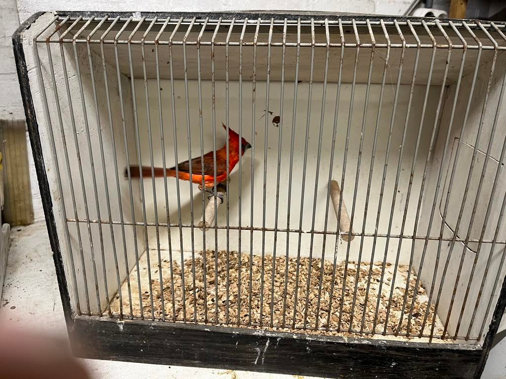 Vermiloen kardinaal, Dieren en Toebehoren, Vogels | Overige Vogels, Mannelijk