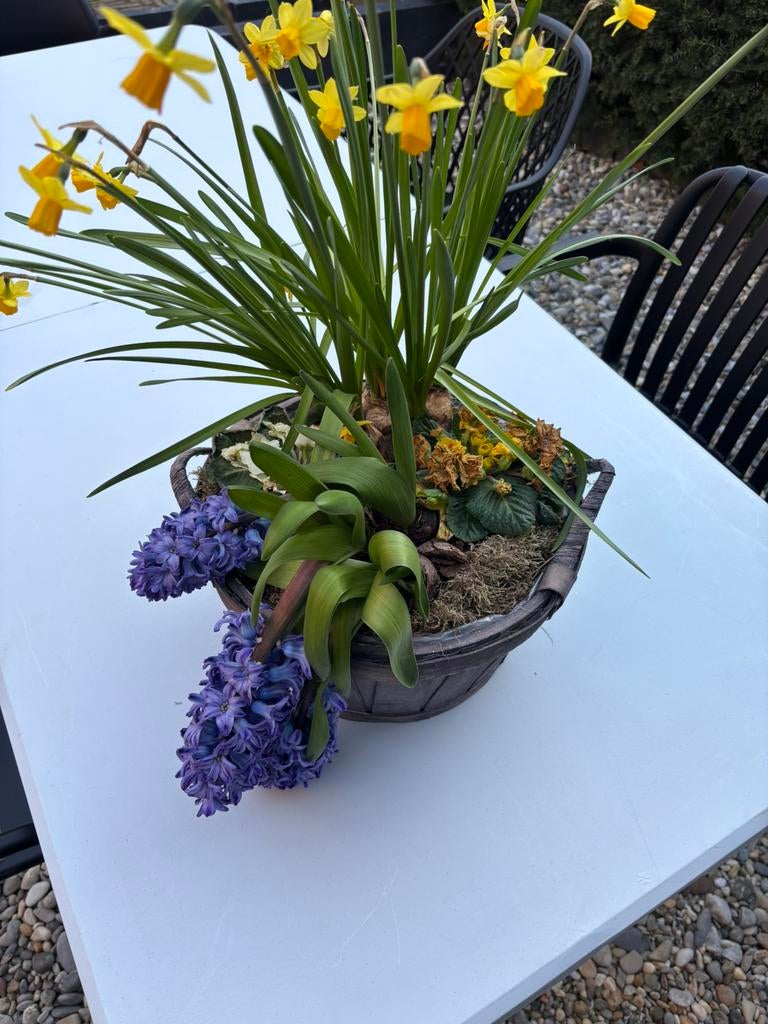 Gratis gevlochten mand met uitgebloeide bollen en planten, Tuin en Terras, Ophalen, Overige materialen, Minder dan 30 cm, Minder dan 60 cm