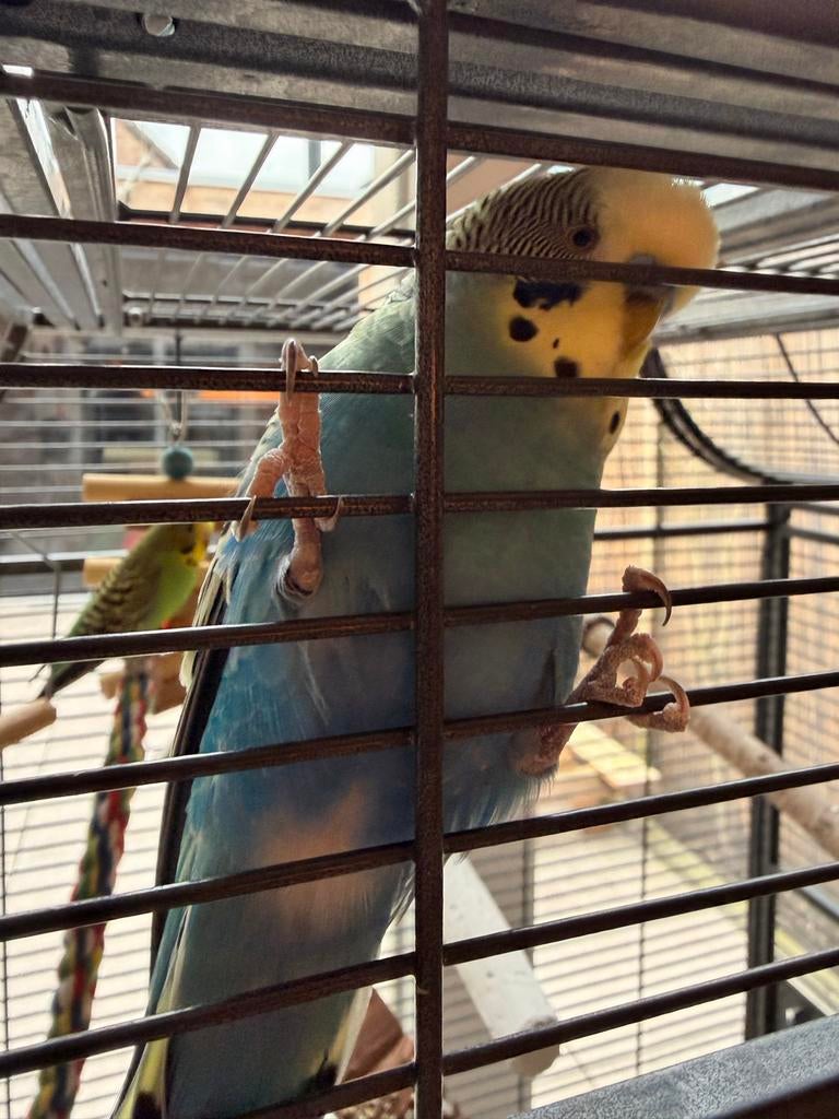 Lief koppel grasparkieten tam, Meerdere dieren, Parkiet, Tam