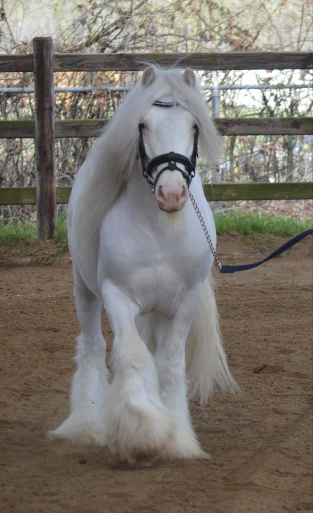 Ter dekking Irish cob dubbel red dubbel Sabino, Ophalen of Verzenden, Nieuw, Overige soorten
