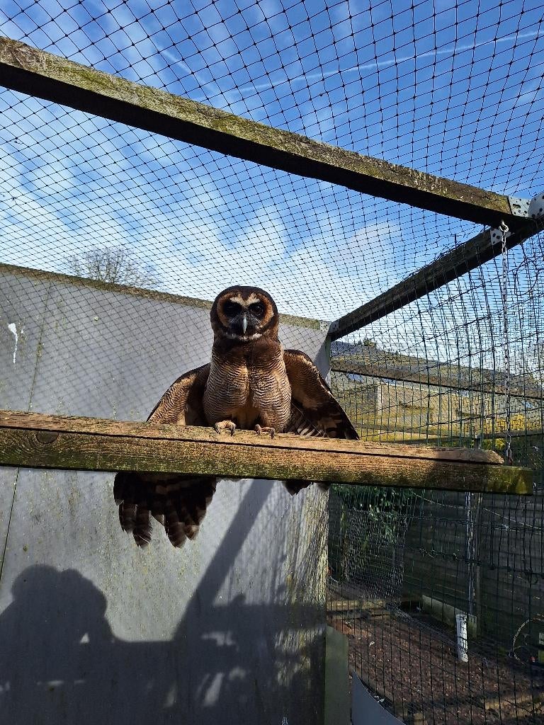 Bruine bosuil, Vrouwelijk, Roofvogel, Geringd