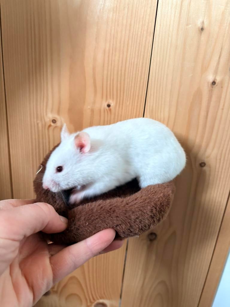 Te koop Syrische hamster / goudhamster, Hamster, Vrouwelijk, November, Tam