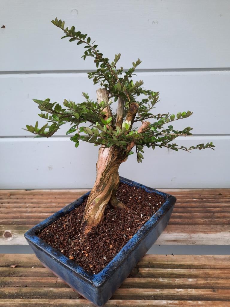Bonsai  Lonicera nitida, Volle zon, Bloeit niet, Minder dan 100 cm, Overige soorten