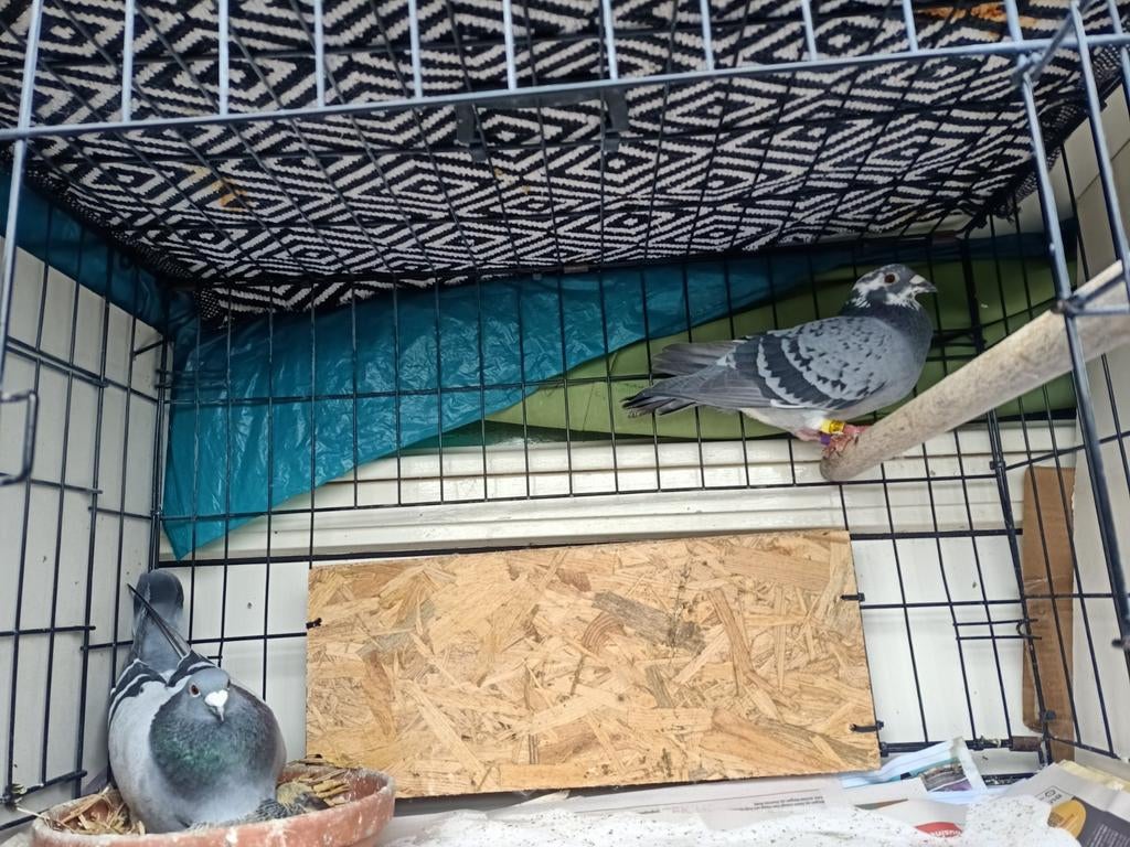 Koppel postduiven, Dieren en Toebehoren, Meerdere dieren, Postduif