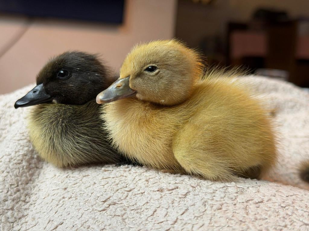 Indische loopeenden pulletjes raszuiver!, Dieren en Toebehoren, Pluimvee, Meerdere dieren, Eend