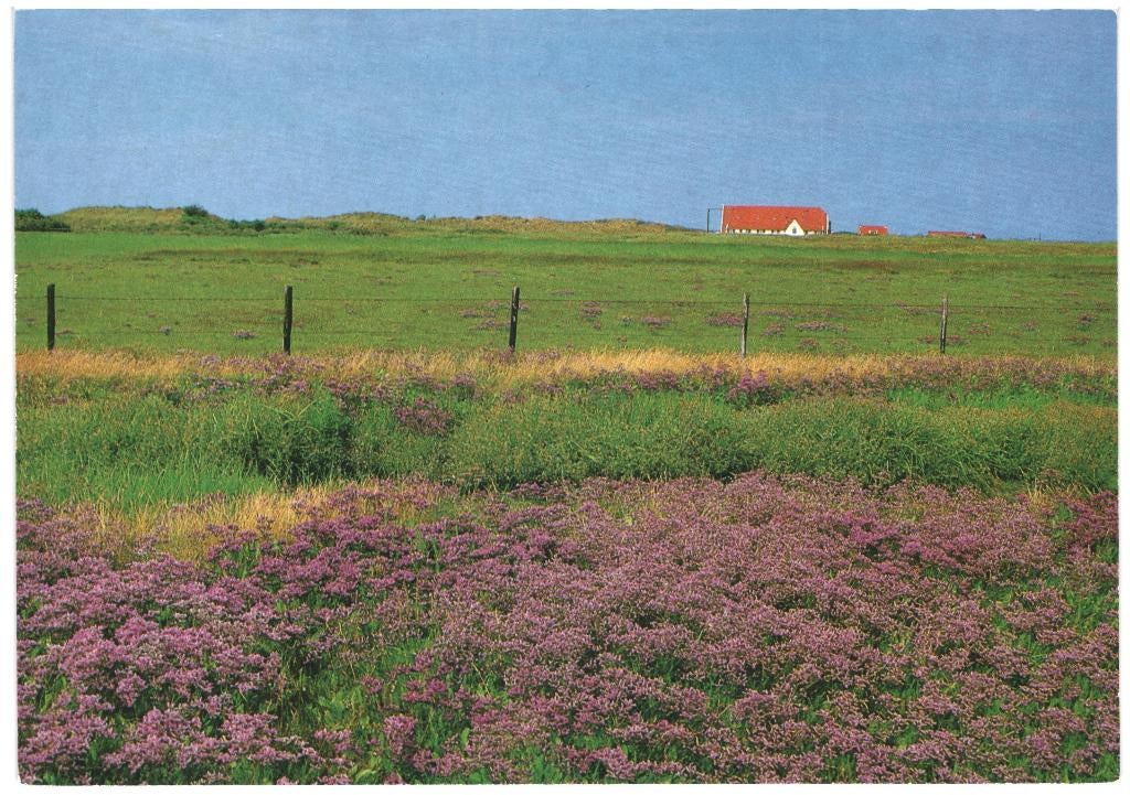 992271 Vlieland Posthuis Nette oude kaart onbeschreven