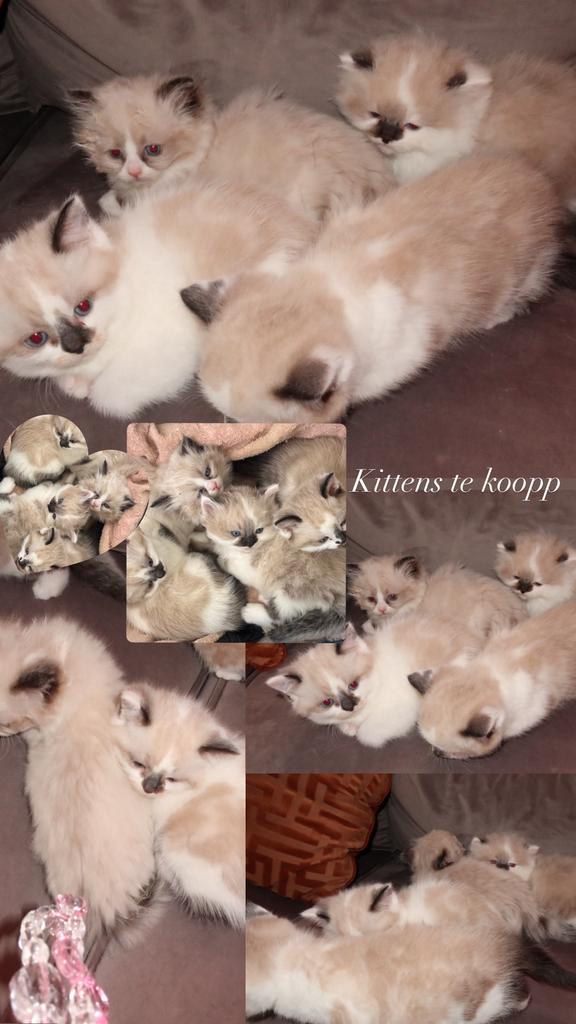 4 Schattige Kittens Te Koop, Meerdere dieren, Met stamboom, 0 tot 2 jaar