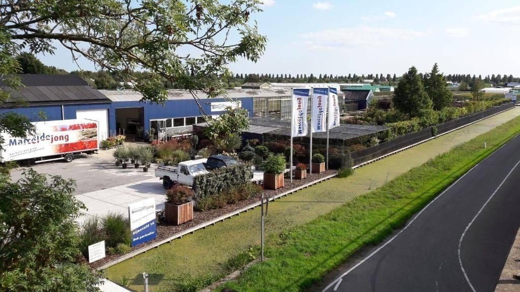 Kwekerij in Boskoop tuinplanten voor hovenier en particulier, Ophalen, Overige soorten, Volle zon