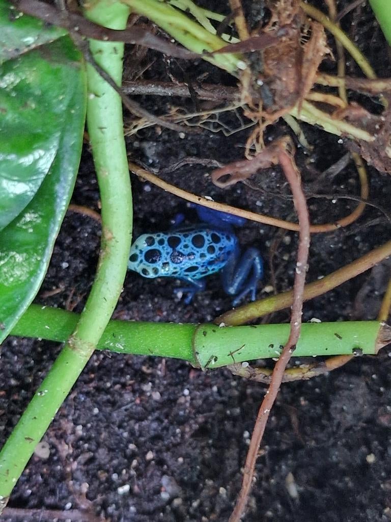 Dendrobates tinctorius azureus 3 voor 90 euro Frog - unknown for sale from Tim