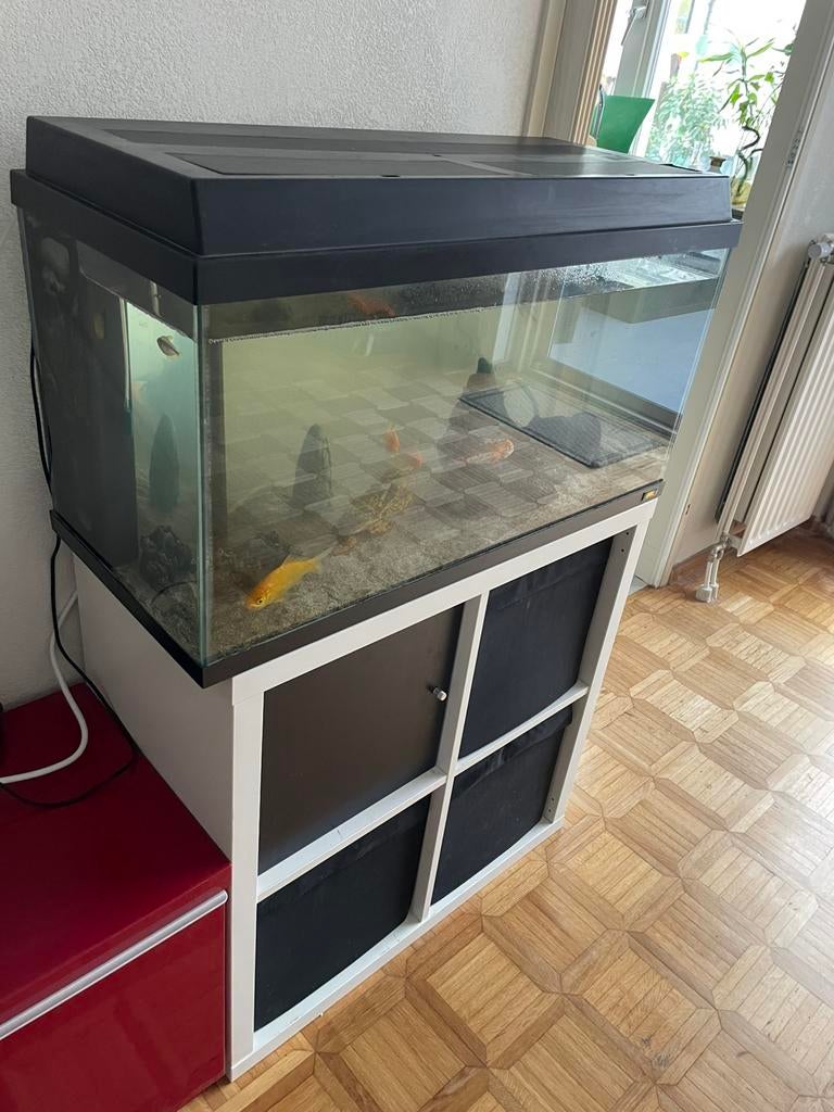 Aquarium met onderstel en automatisch voersysteem,, Dieren en Toebehoren, Vissen | Aquariumvissen, Vis, Zoetwatervis