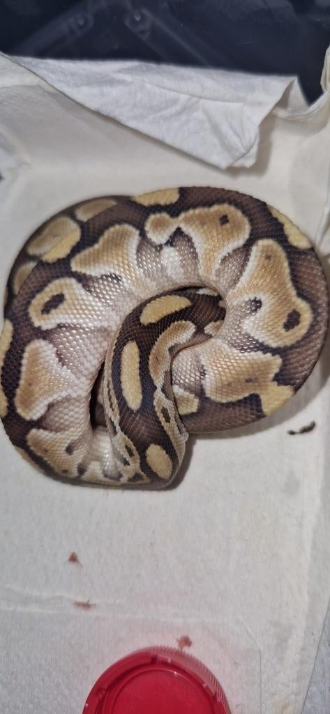 chocolate butter enchi het hypo vrouw nk25 Ball Python - female for sale from Wouter