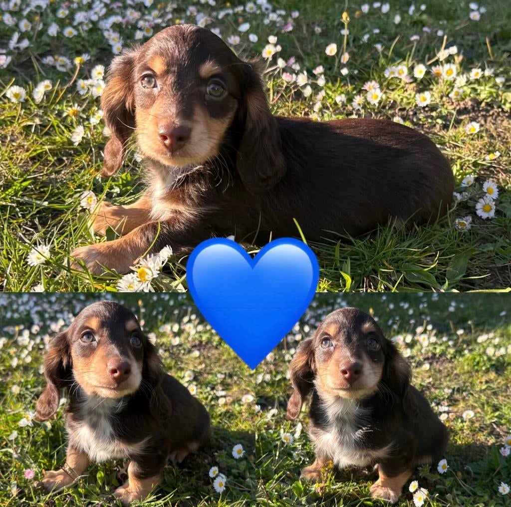 Mooie langharige kaninchen/dwergteckeltjes, België, Fokker | Hobbymatig, 8 tot 15 weken, Dwerg