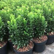 Euonymus (buxusvervanger), Tuin en Terras, Planten | Struiken en Hagen, Ophalen, Overige soorten, Minder dan 100 cm
