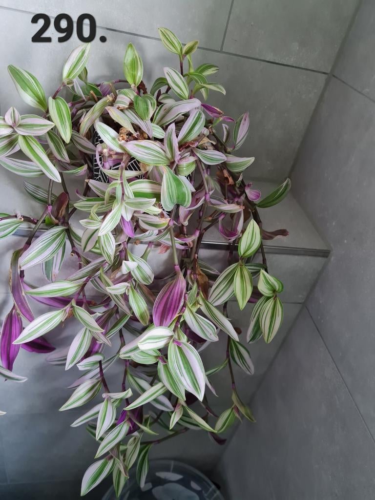 Prachtige tradescantia Nanouk, Huis en Inrichting, Kamerplanten, Ophalen of Verzenden, Halfschaduw, Minder dan 100 cm