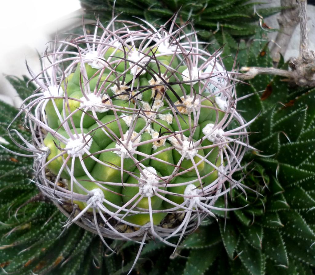 cactus - Gymnocalycium saglionis, Verzenden, Cactus, Volle zon, Minder dan 100 cm